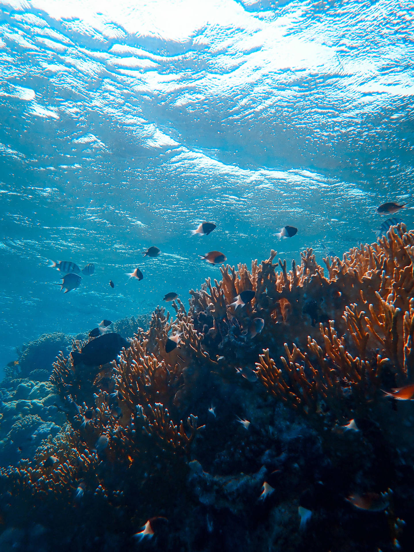 Explore the beautiful underwater world and uncover its secrets Wallpaper