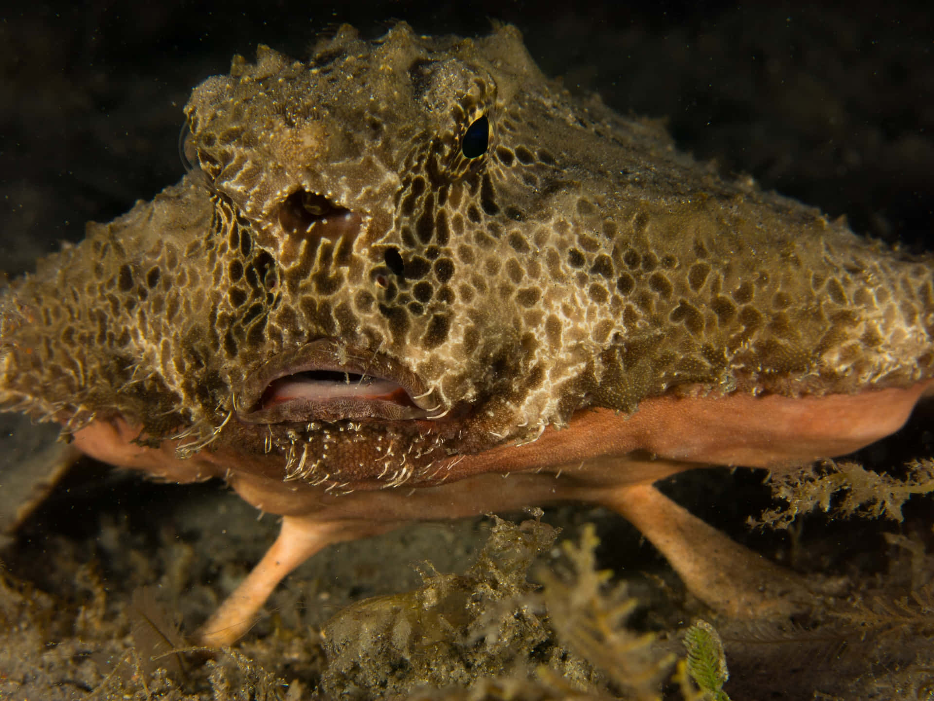 Download Underwater Camouflaged Batfish Wallpaper | Wallpapers.com