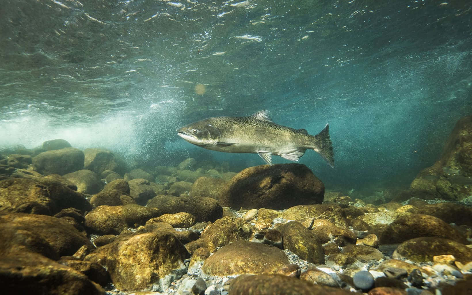 Underwater_ Chinook_ Salmon_ Swimming.jpg Wallpaper