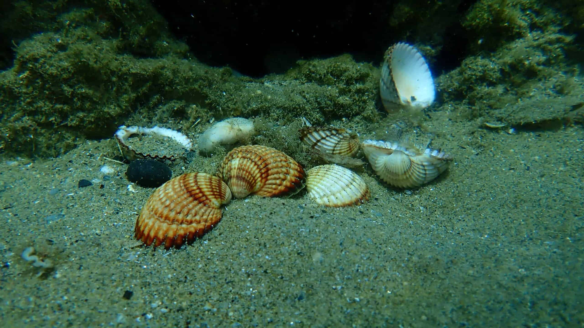 Underwater Cockle Shellson Seabed.jpg Wallpaper