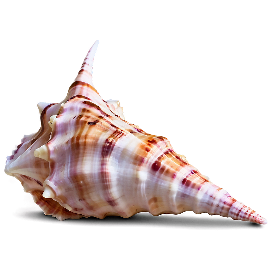 Underwater Conch Shell Photo Png Sll PNG
