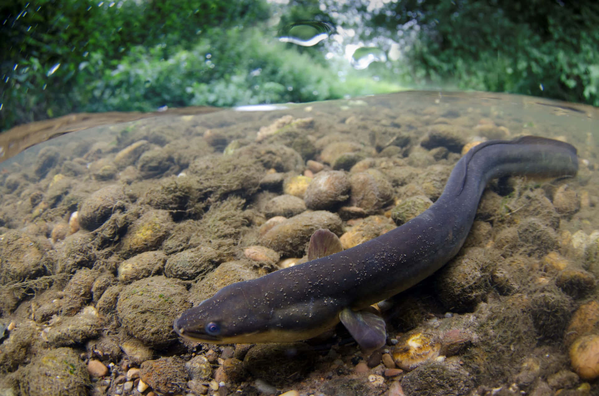 Underwater Conger Eel Riverbed Wallpaper