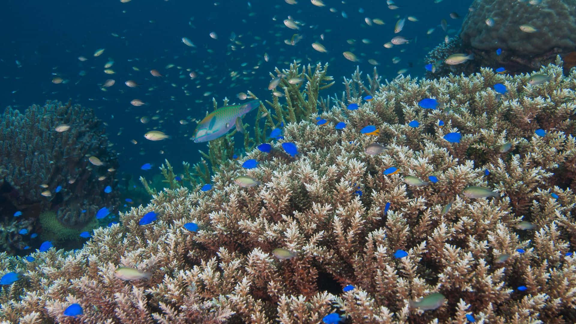 Underwater Coral Reefwith Damselfish.jpg Wallpaper