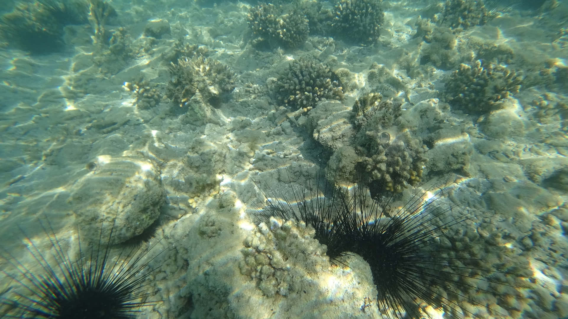 Underwater Coral Reefwith Sea Urchins Wallpaper