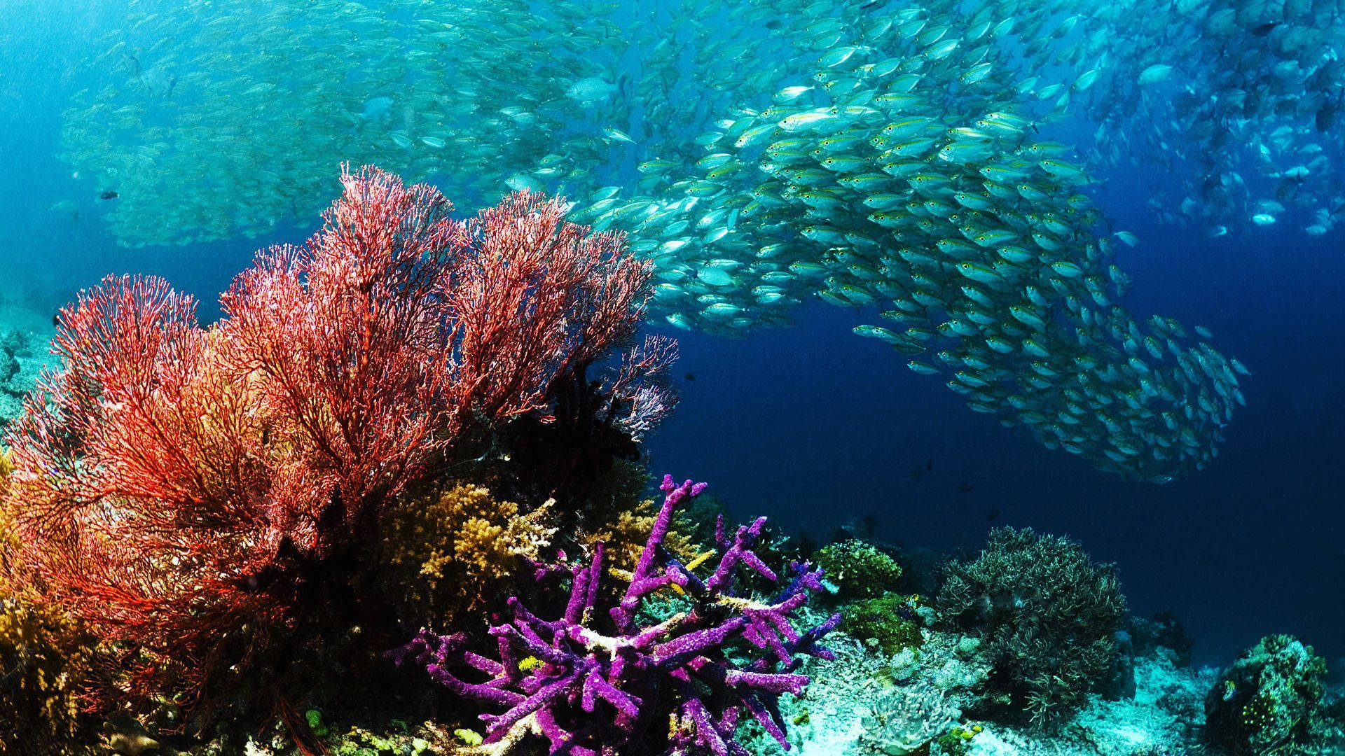 An underwater oasis full of colorful corals and a school of fish. Wallpaper