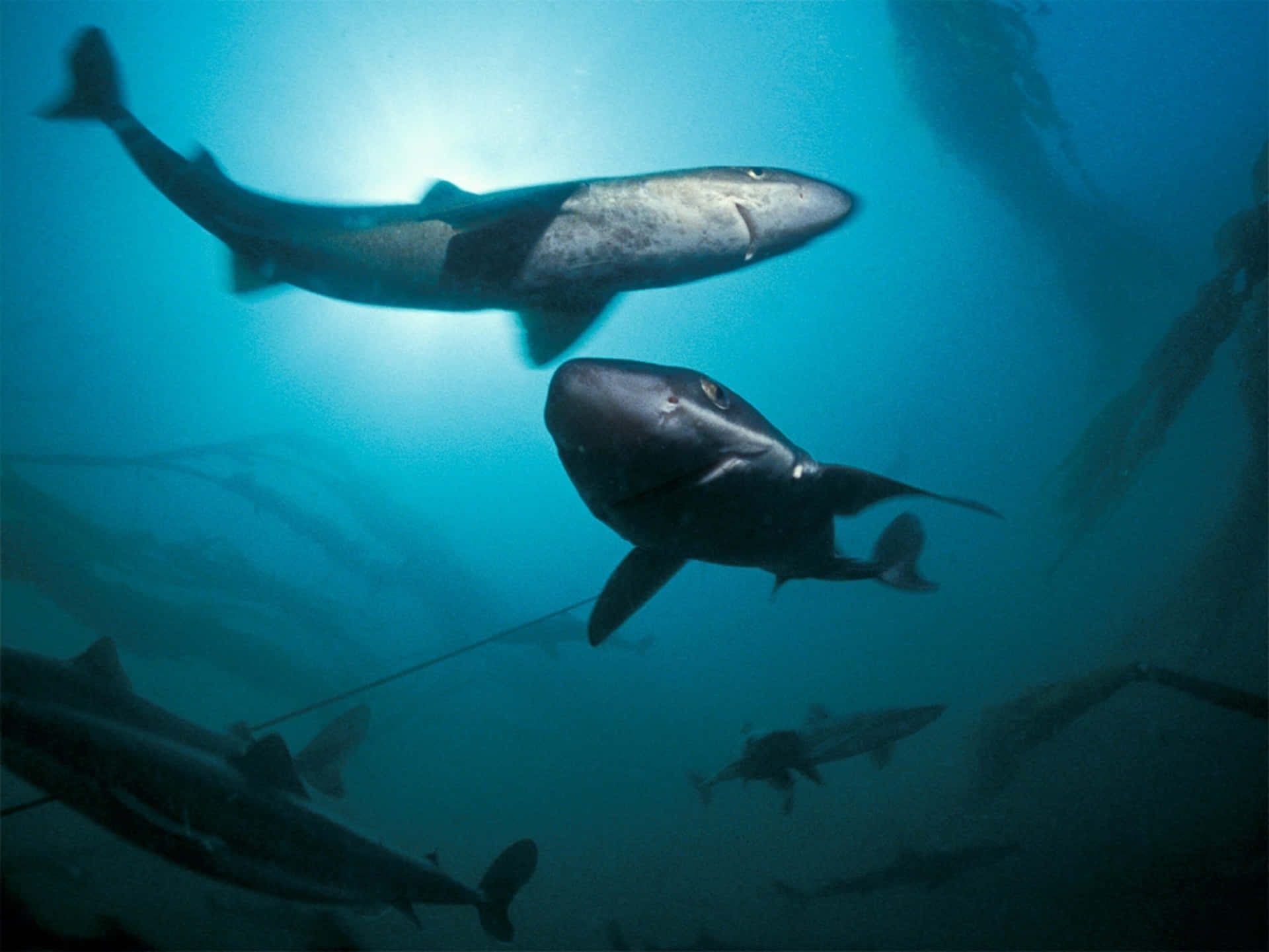 Underwater Dogfish Sharks Swimming Wallpaper