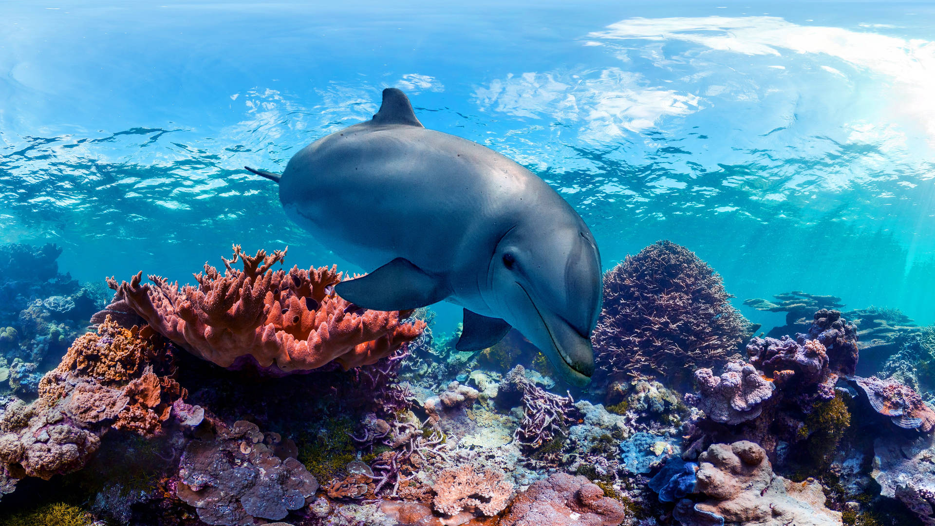Underwater_ Dolphin_ Coral_ Reef_4 K_ U H D Wallpaper