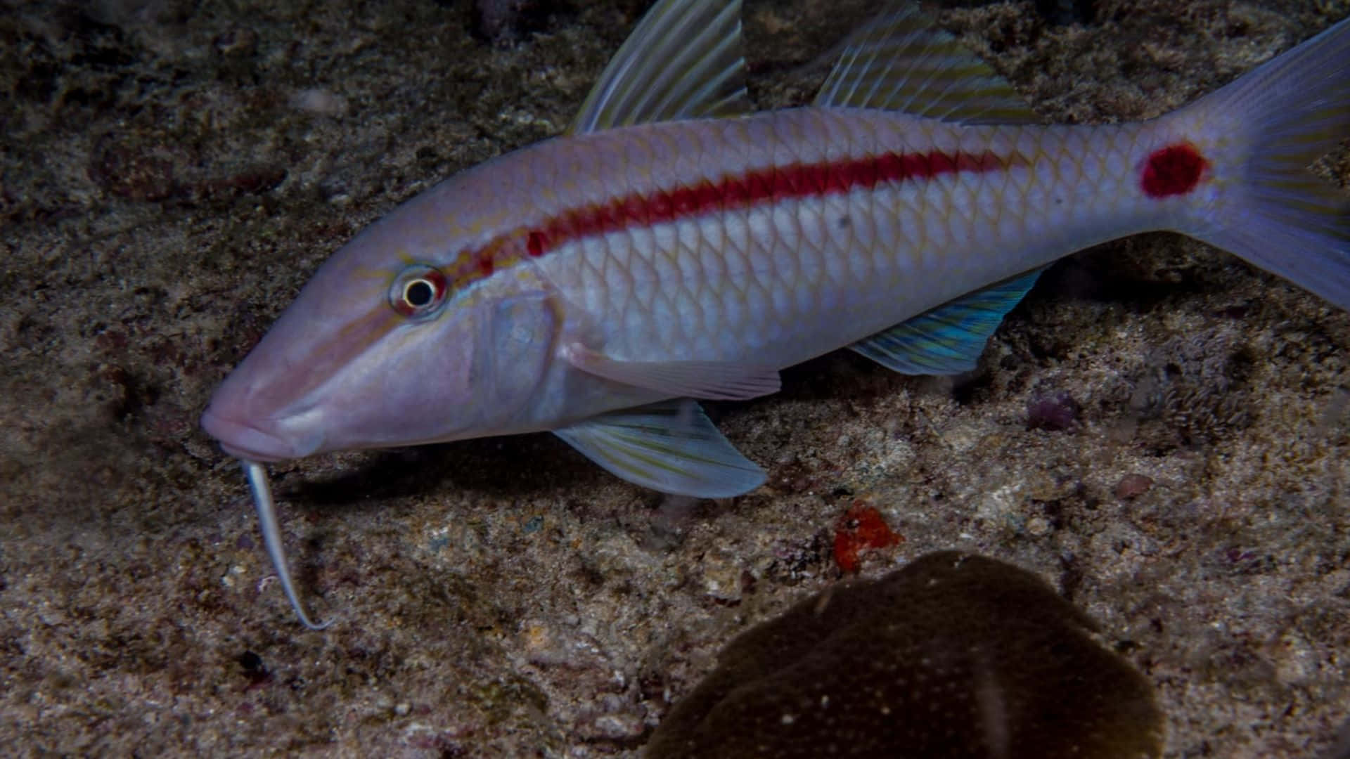 Underwater Enigma - The Lively Goatfish Wallpaper