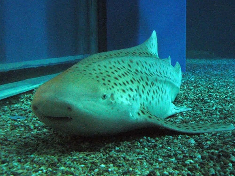 Underwater Exploration - Close-up Shot Of A Zebra Shark Wallpaper