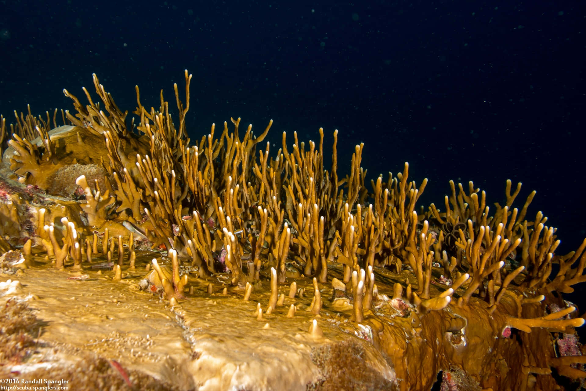 Underwater Fire Coral Colony Wallpaper