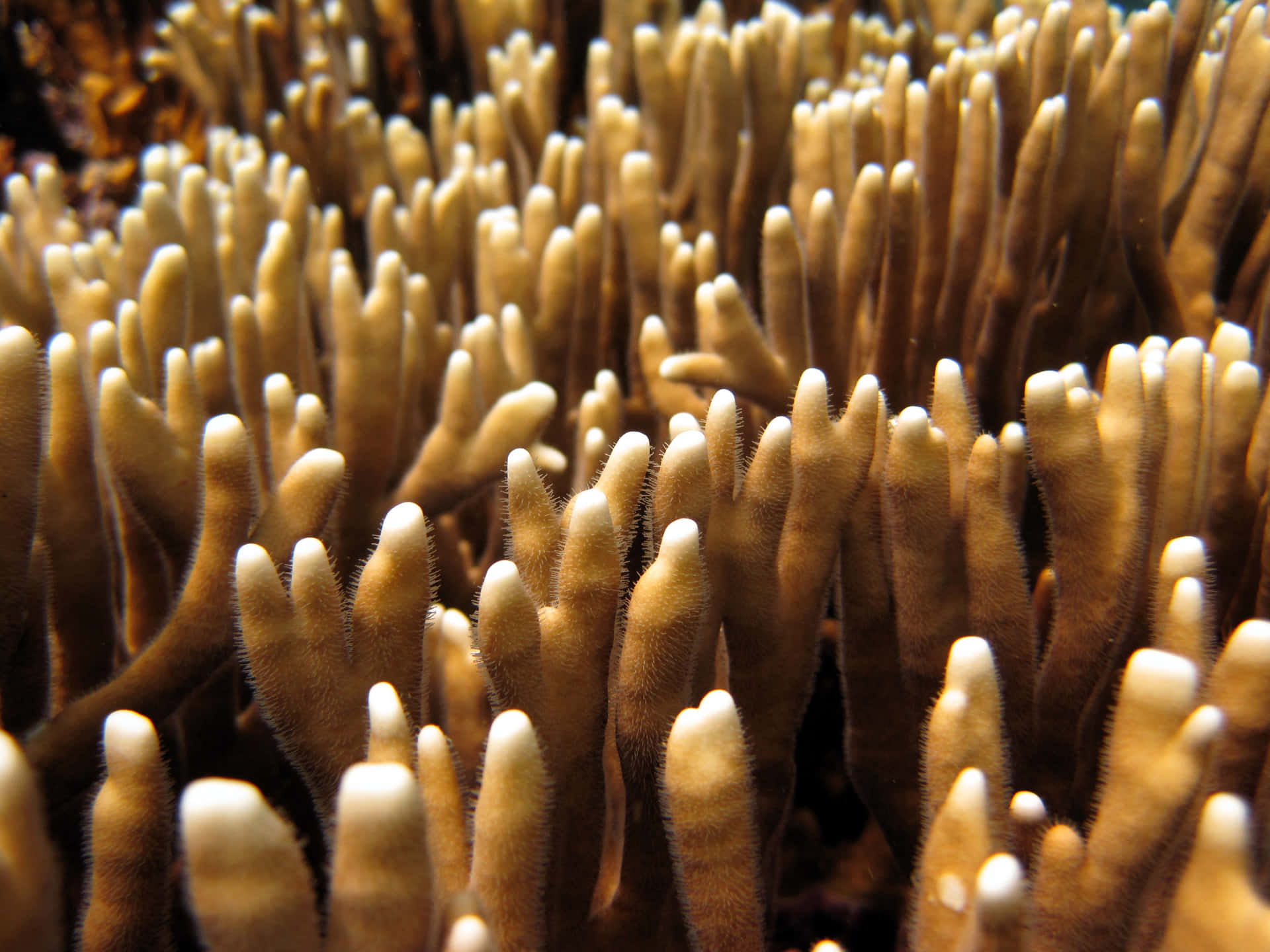 Underwater Fire Coral Colony Wallpaper