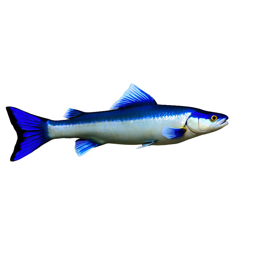 Underwater Fish Png Bgt PNG