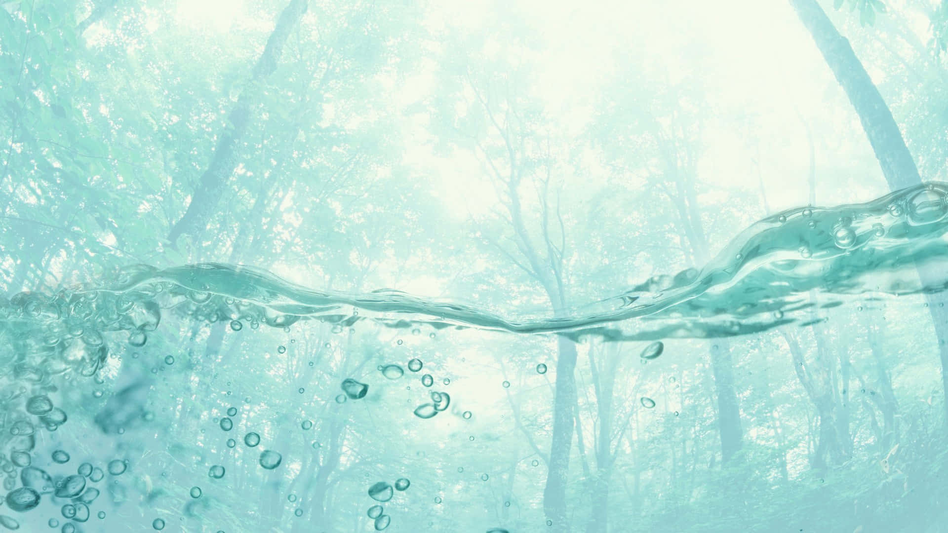 Underwater Forest View.jpg Wallpaper