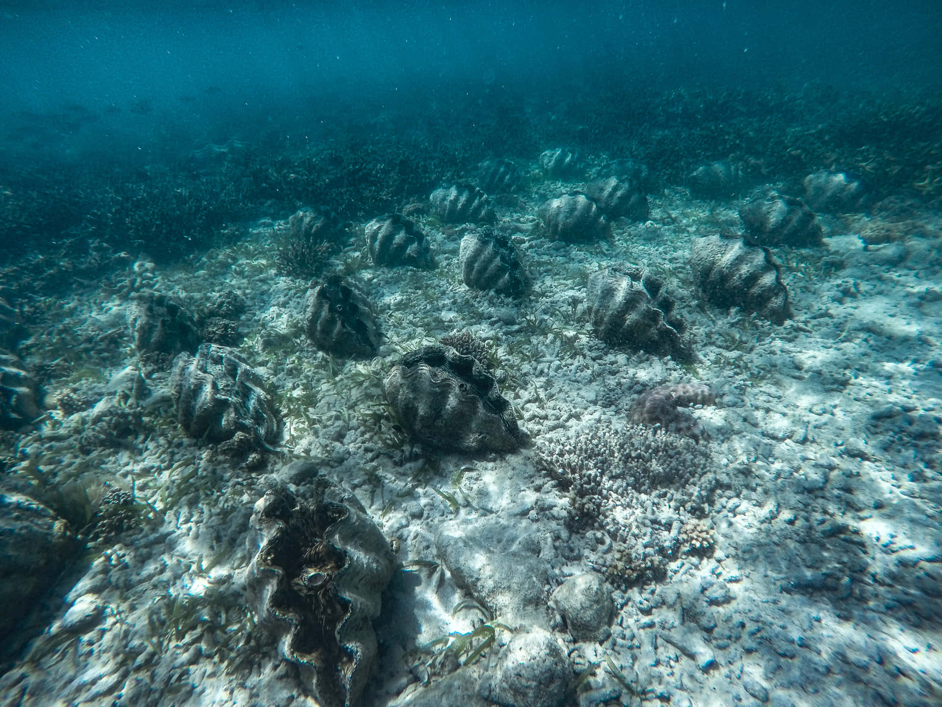 Underwater_ Giant_ Clams_ Reef_ Scene.jpg Wallpaper