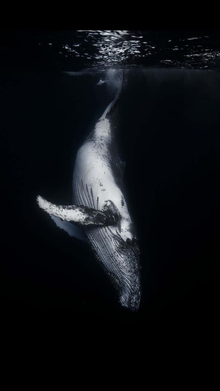 Underwater_ Graceful_ Giant_ Whale.jpg Wallpaper