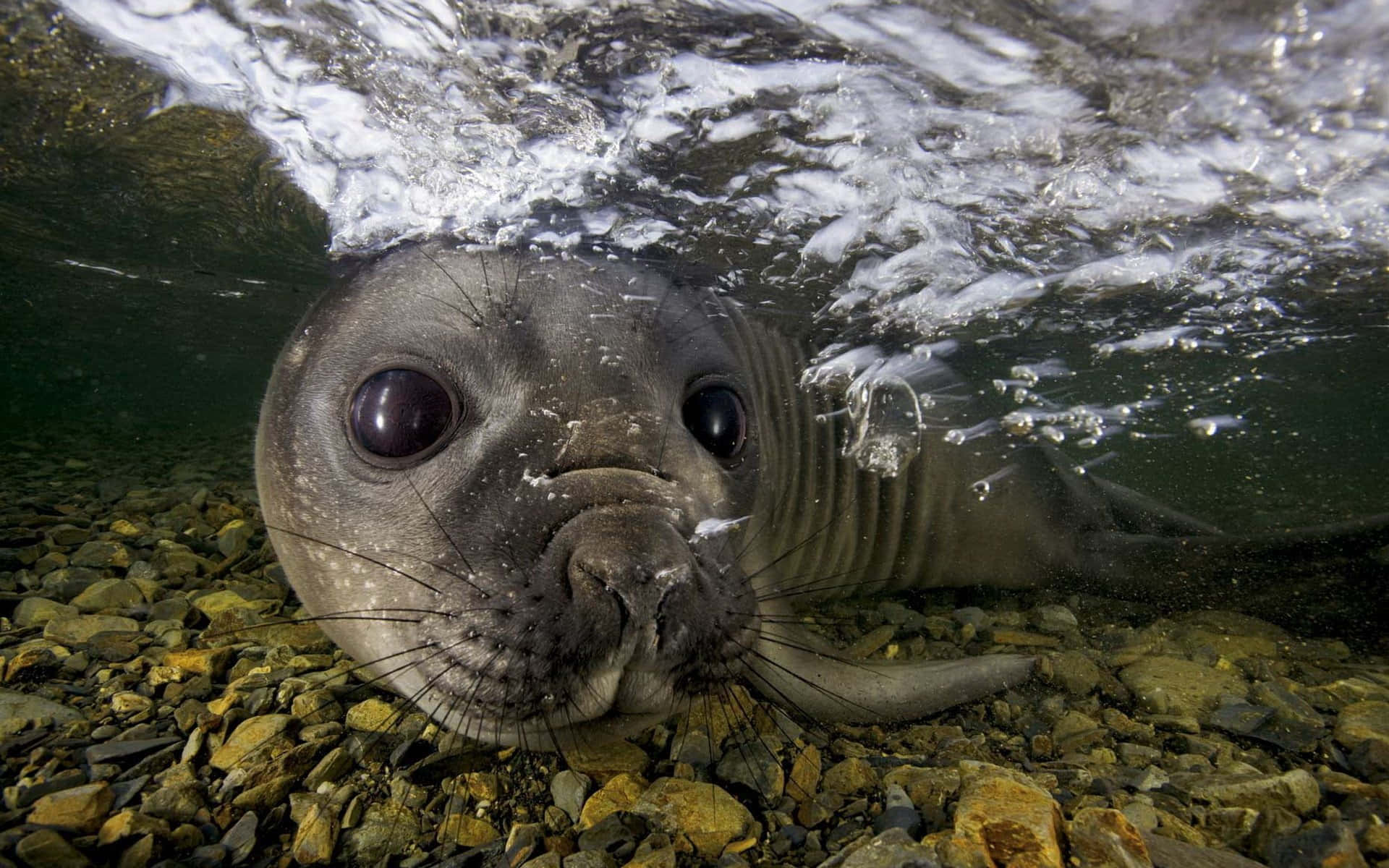 Underwater Gray Seal Curious Glance Wallpaper