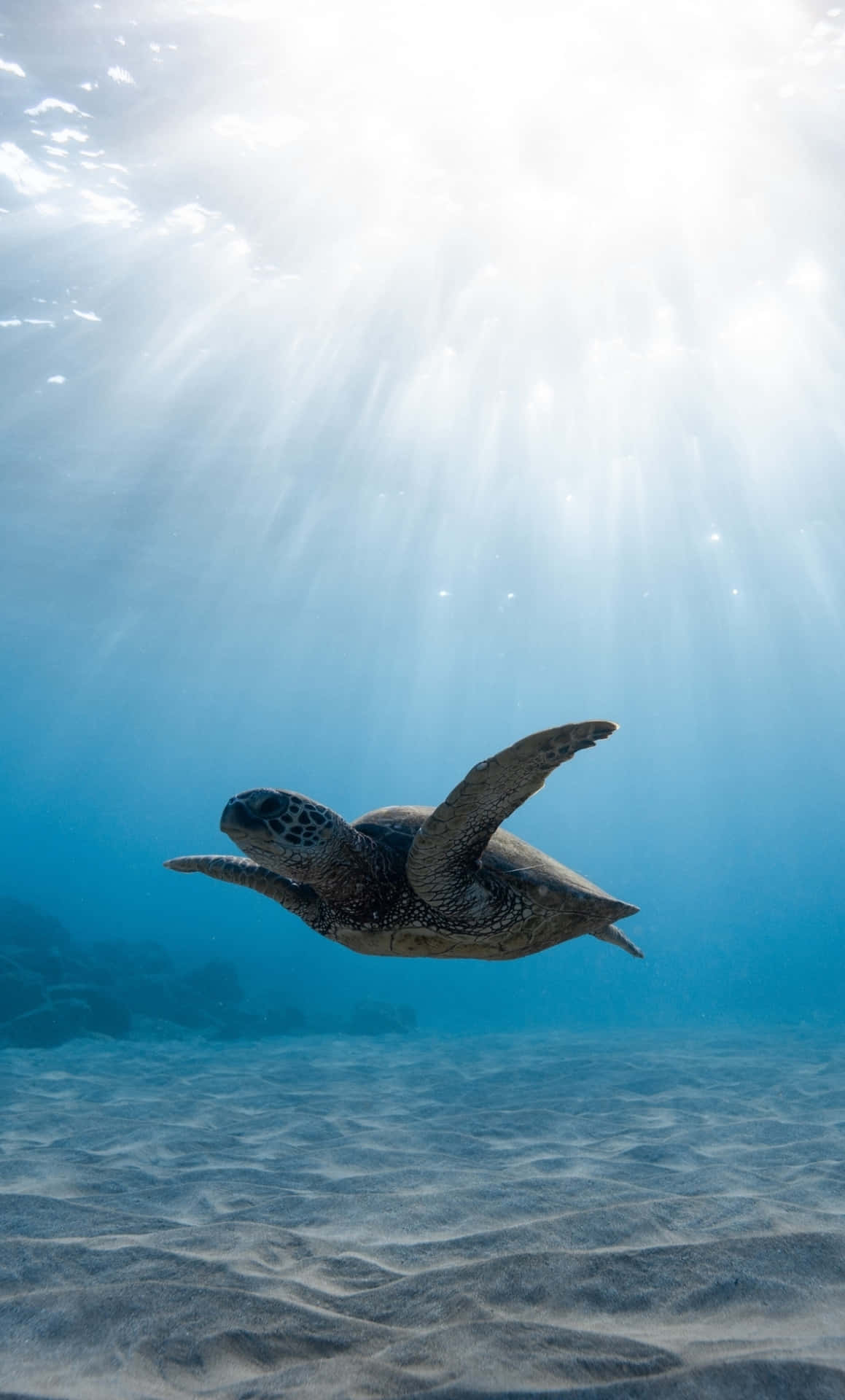 Sun Shining On Turtle Underwater Iphone Wallpaper