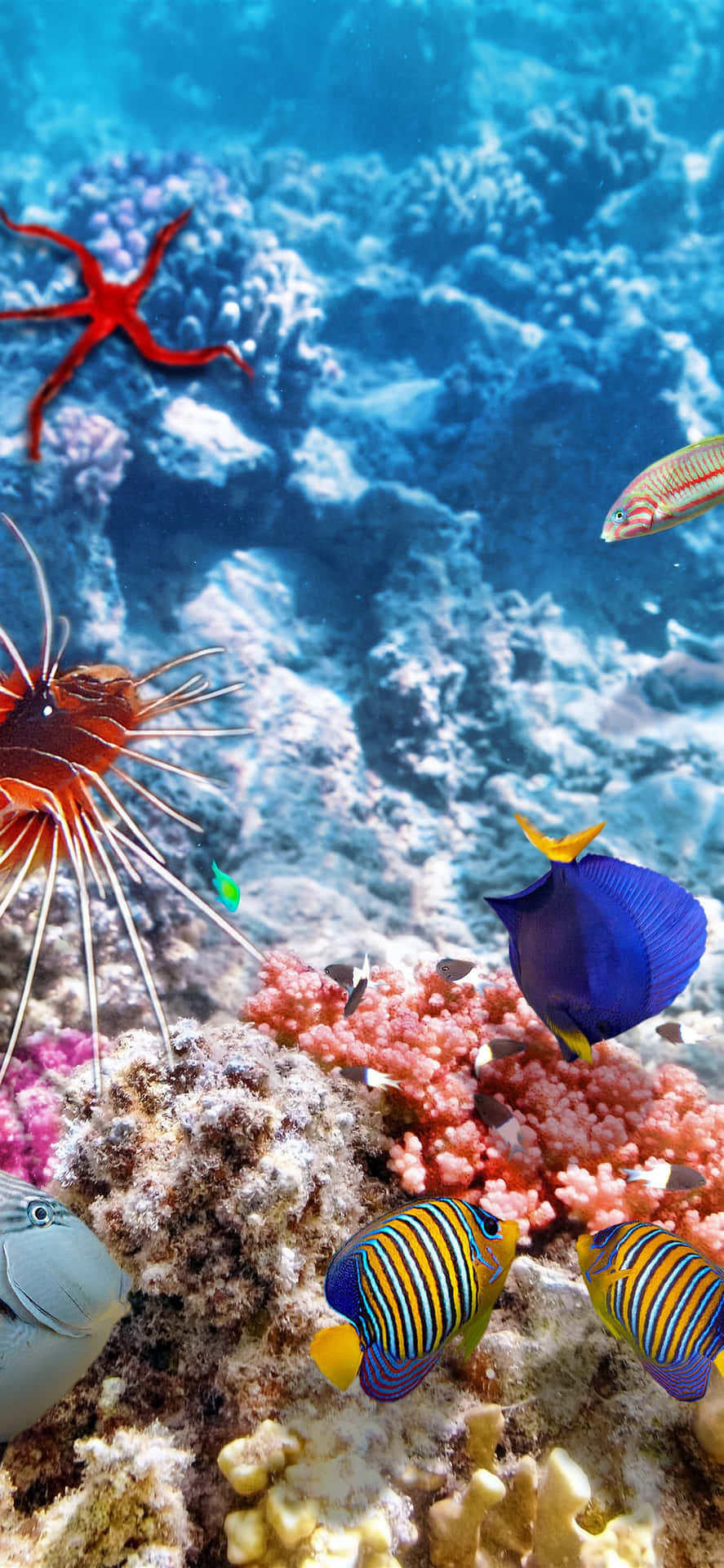 Et farverigt koralrev design, der vil bringe liv til din enhed. Wallpaper