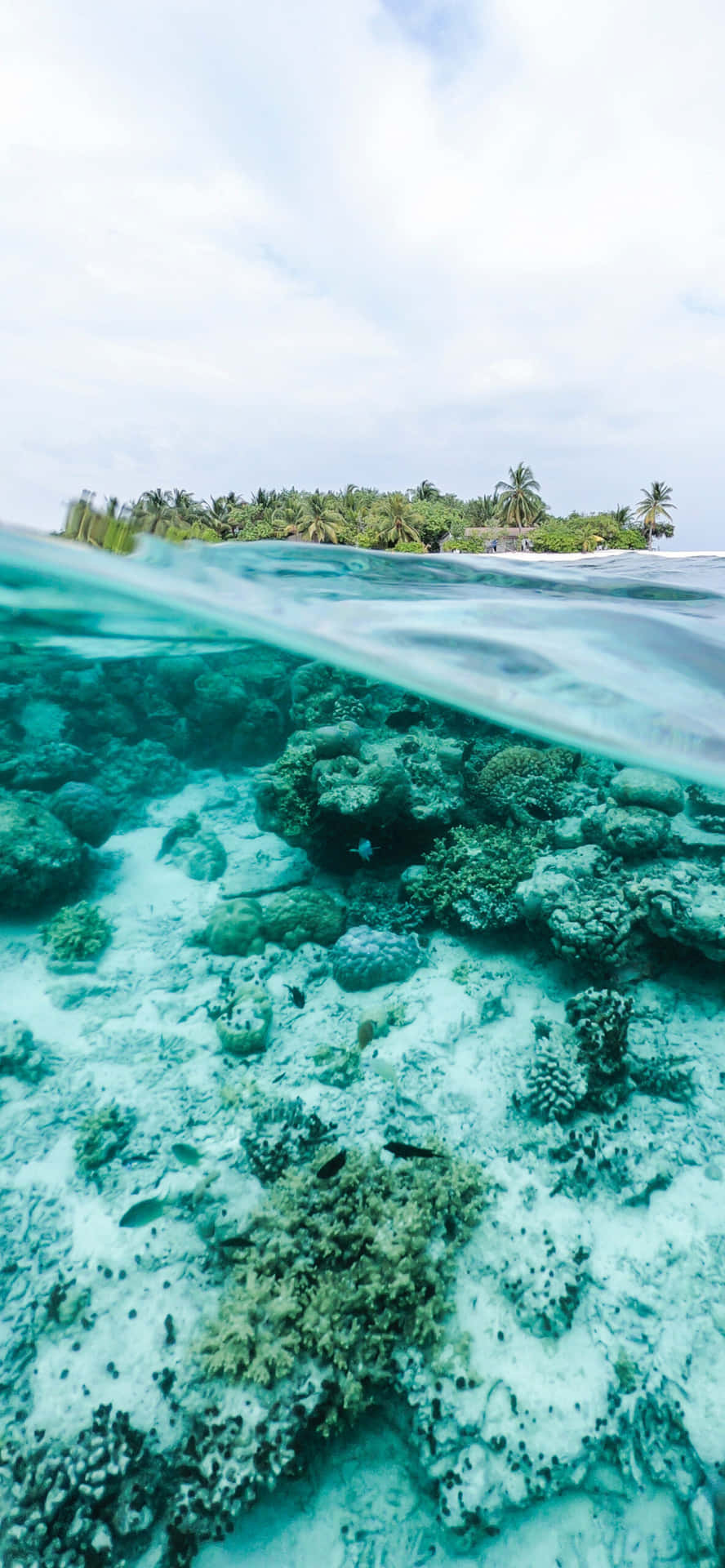 Arrecifesde Coral Bajo El Agua Para Iphone. Fondo de pantalla