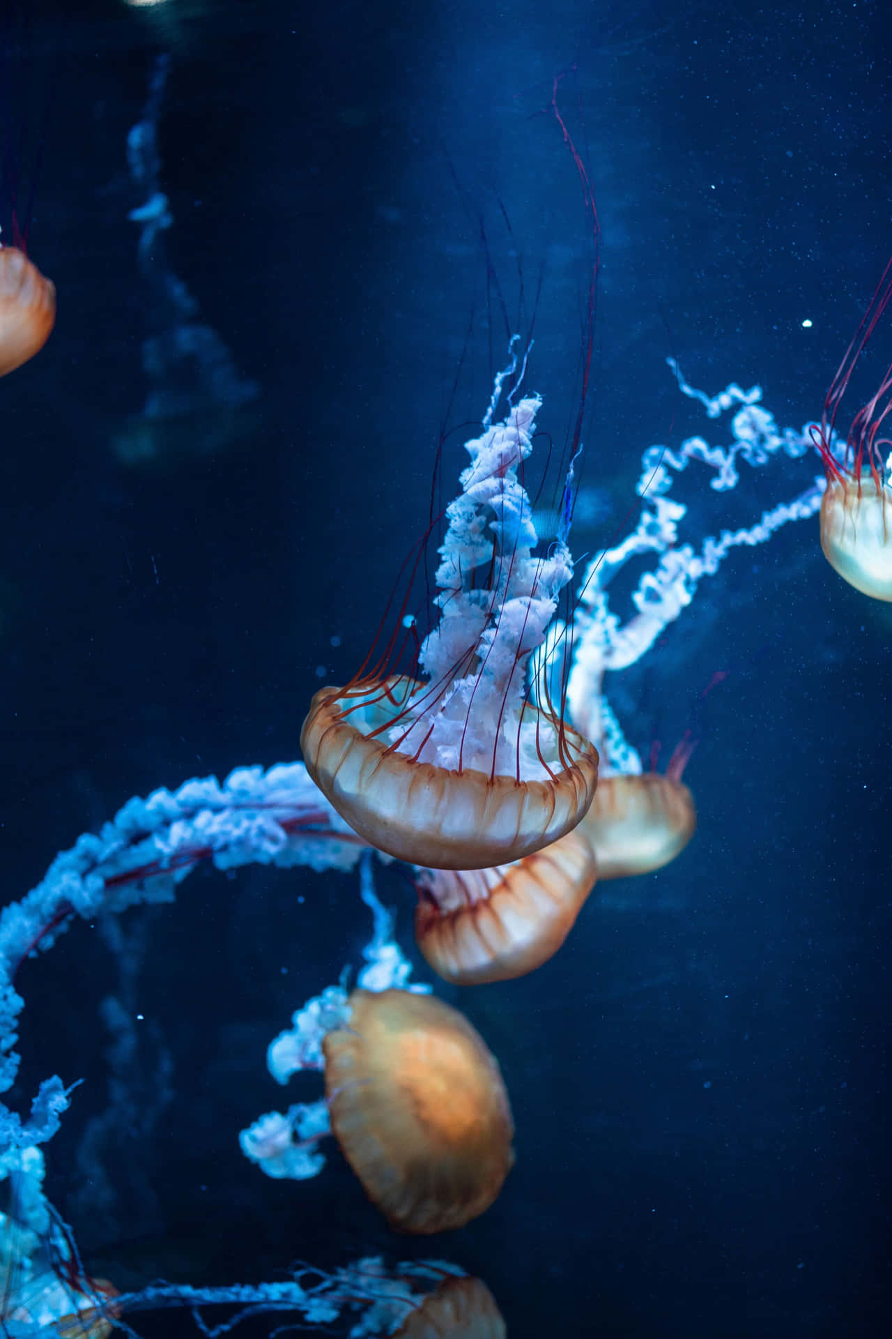 Group Of Jellyfish Underwater Iphone Wallpaper
