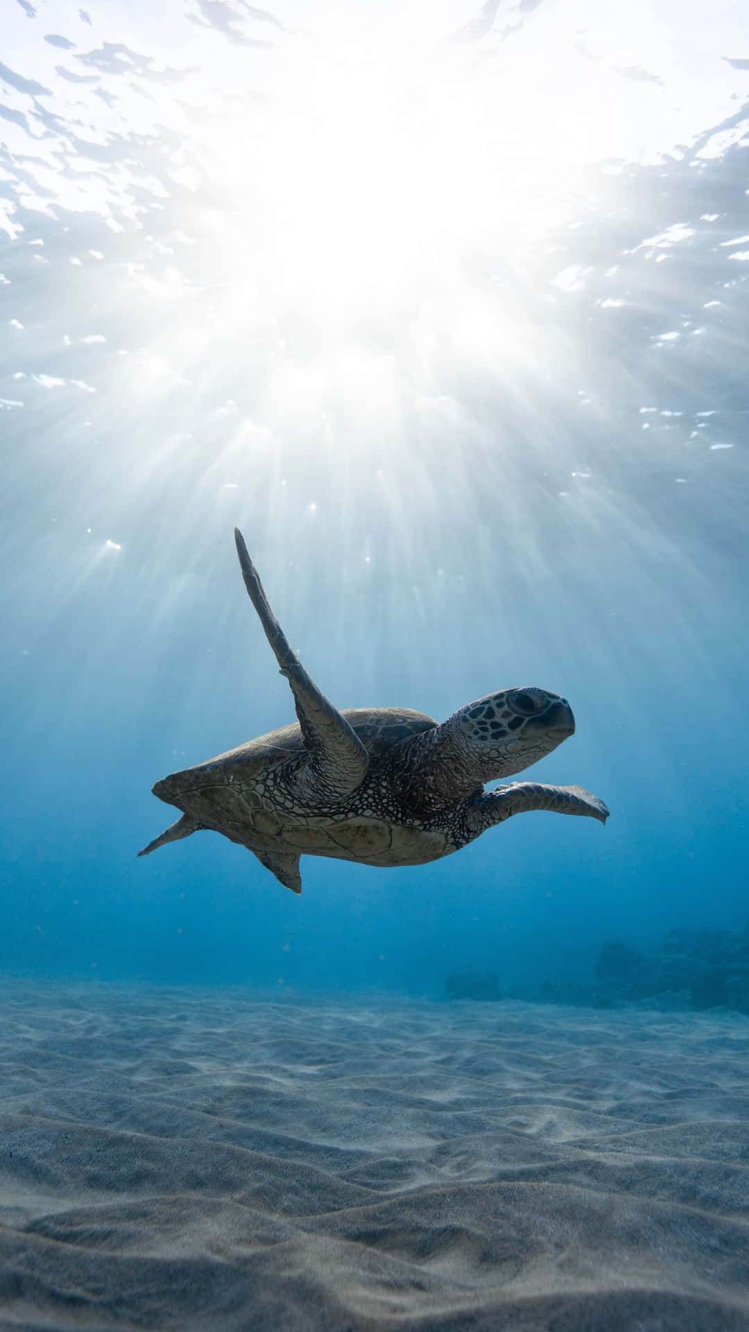 Enhavssköldpadda Som Simmar Under Solen. Wallpaper