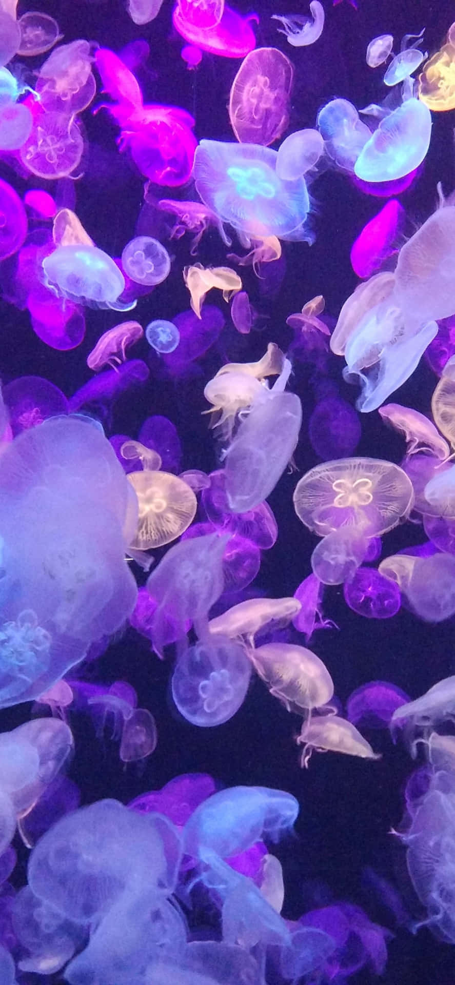 Jellyfishmorada Bajo El Agua Para Iphone. Fondo de pantalla
