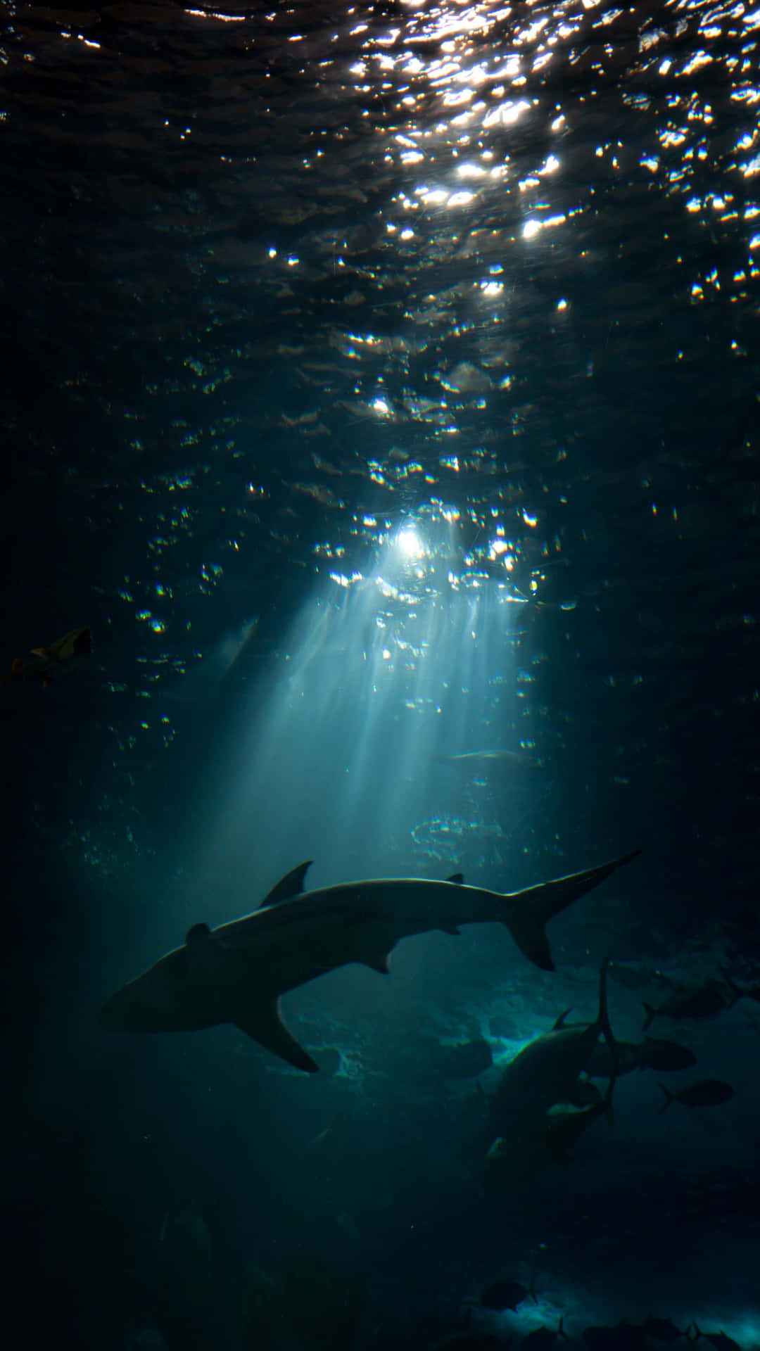 Sharks Swimming Underwater Iphone Wallpaper
