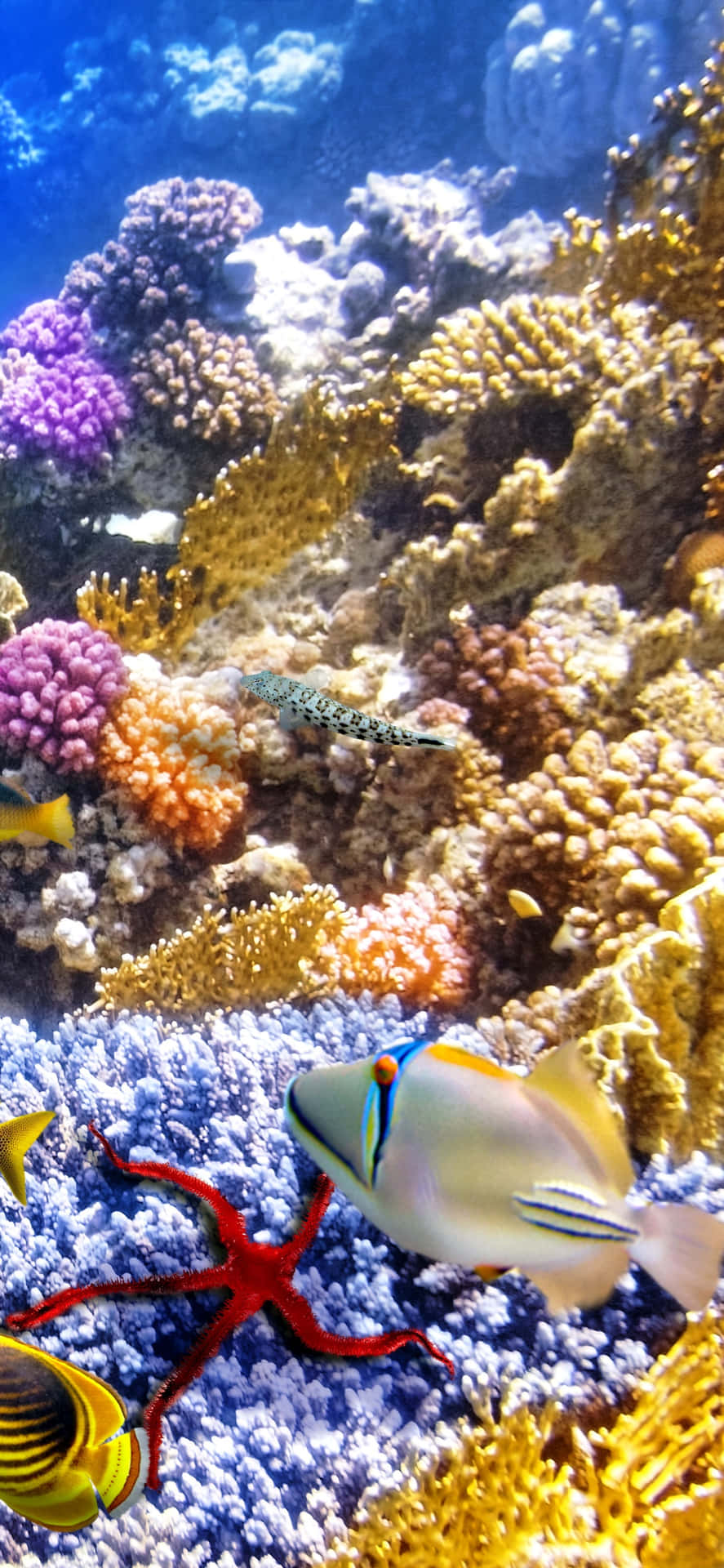 En farverig koralrev med fisk og koraller Wallpaper