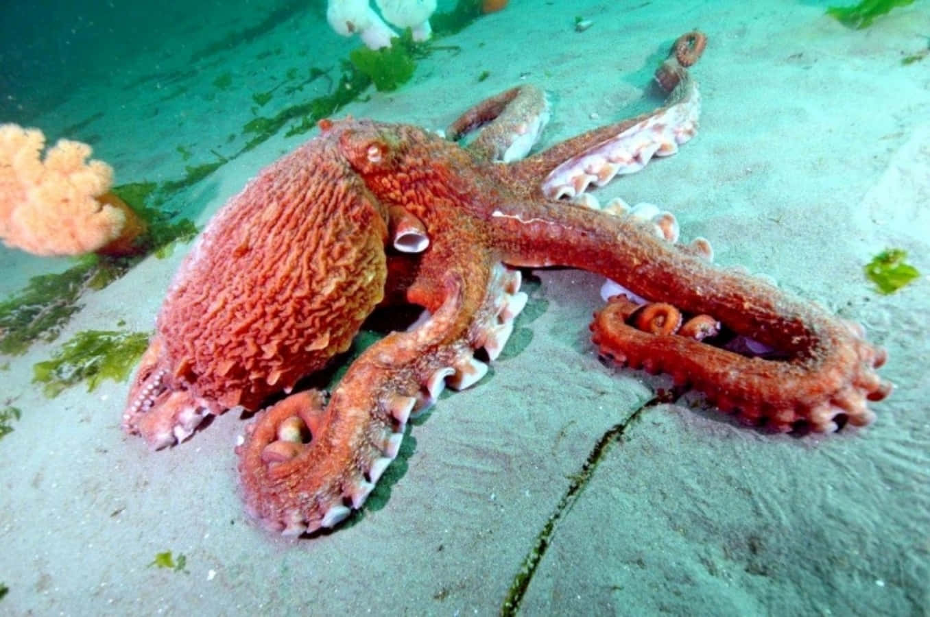 Underwater Magnificence: Giant Pacific Octopus Wallpaper