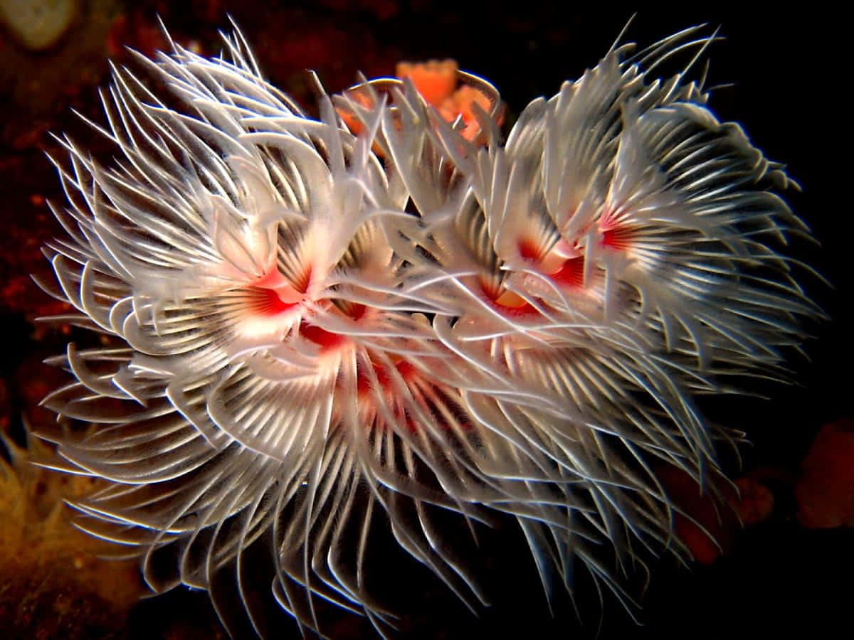 Underwater Majesty: A Close Up Of A Vibrant Sea Anemone Wallpaper