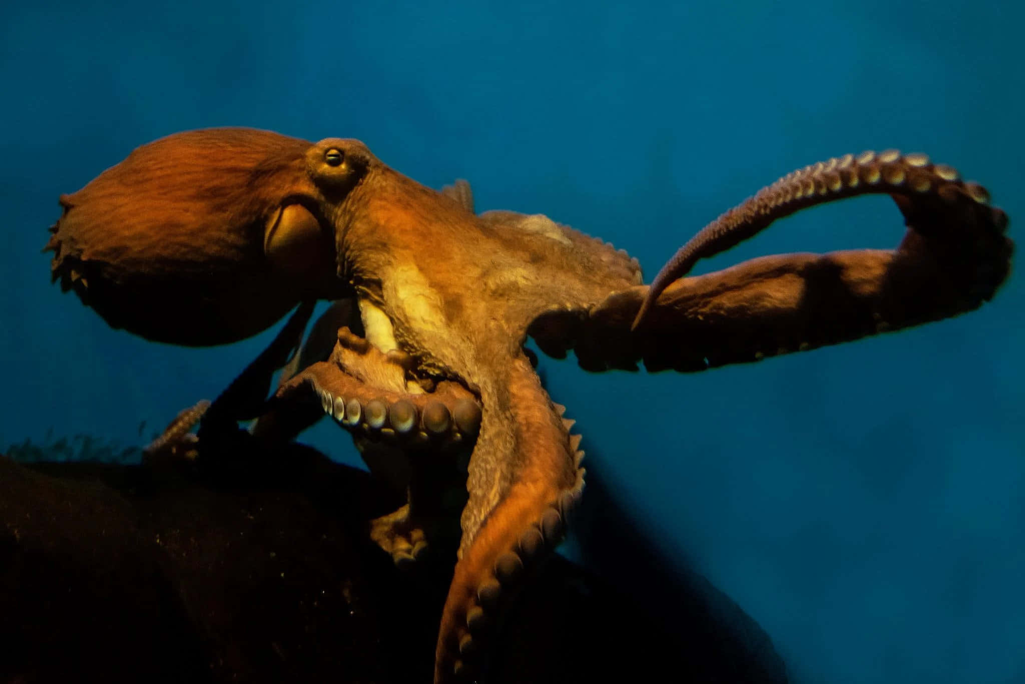 Underwater Majesty - Giant Pacific Octopus Wallpaper