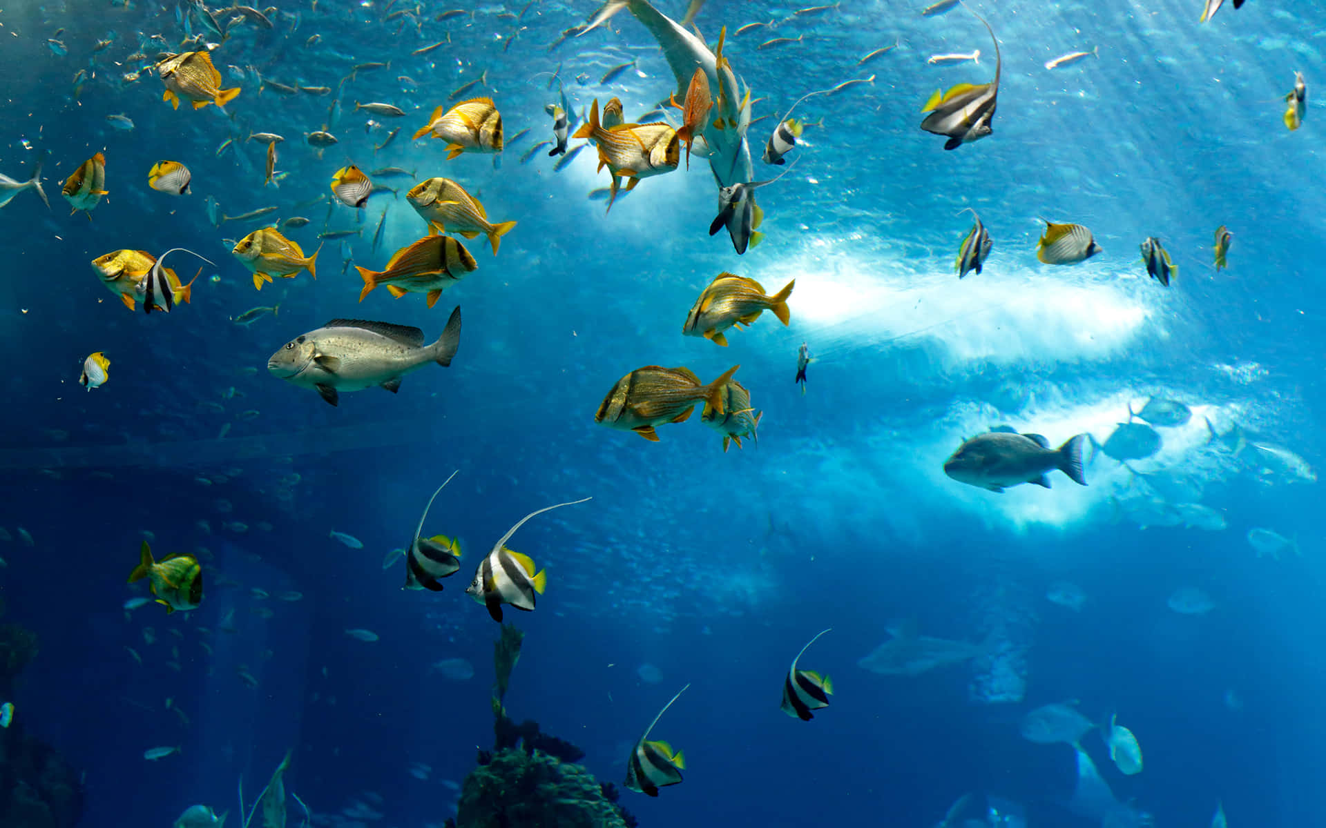 Underwater Marine Life Aquarium Scene Wallpaper