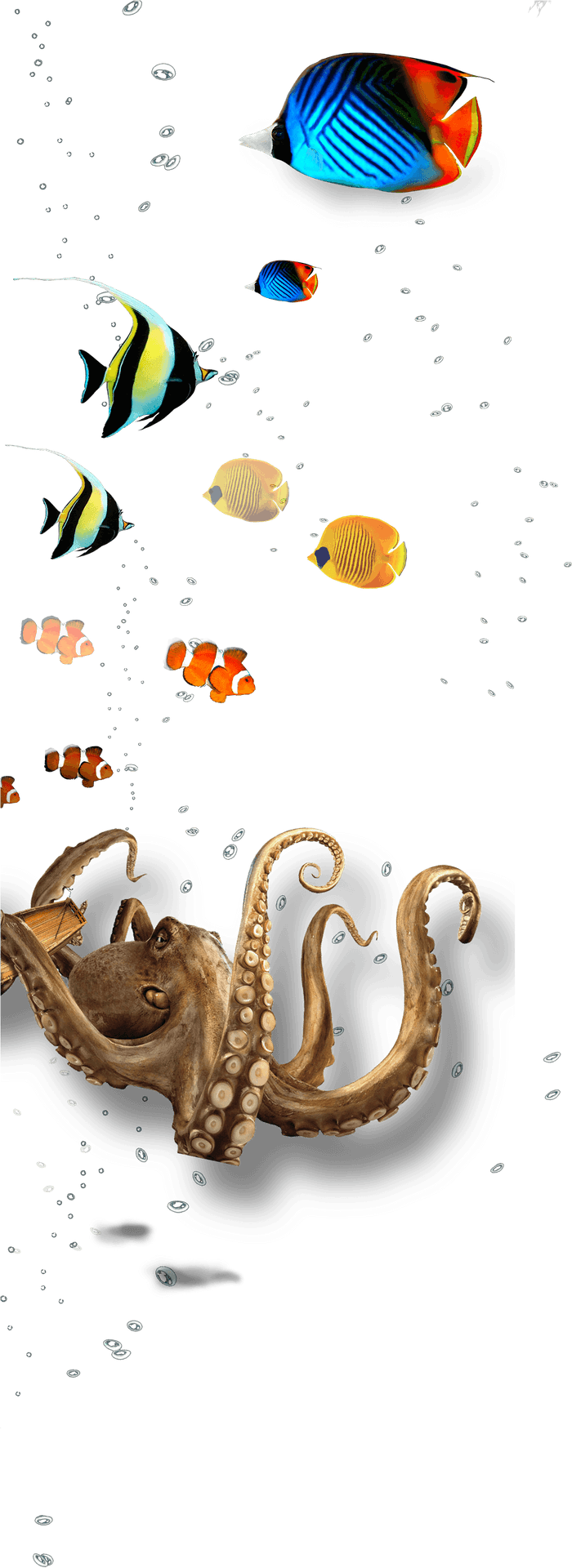 Underwater Marine Life Collage PNG