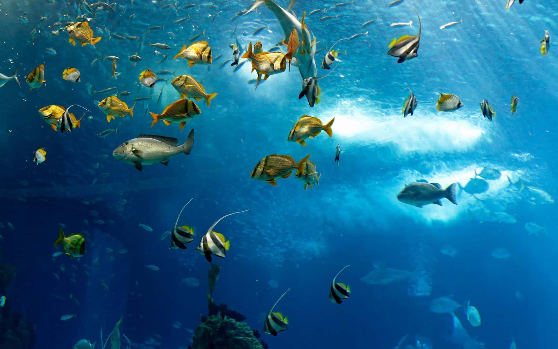 Underwater Marine Life Ocean Scene Wallpaper