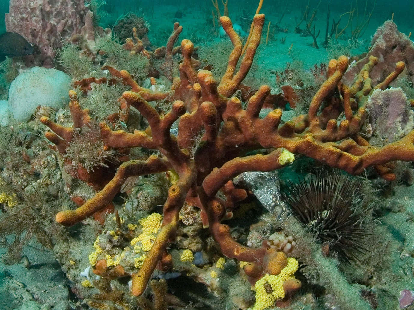 Underwater Marine Sponge Ecosystem.jpg Wallpaper