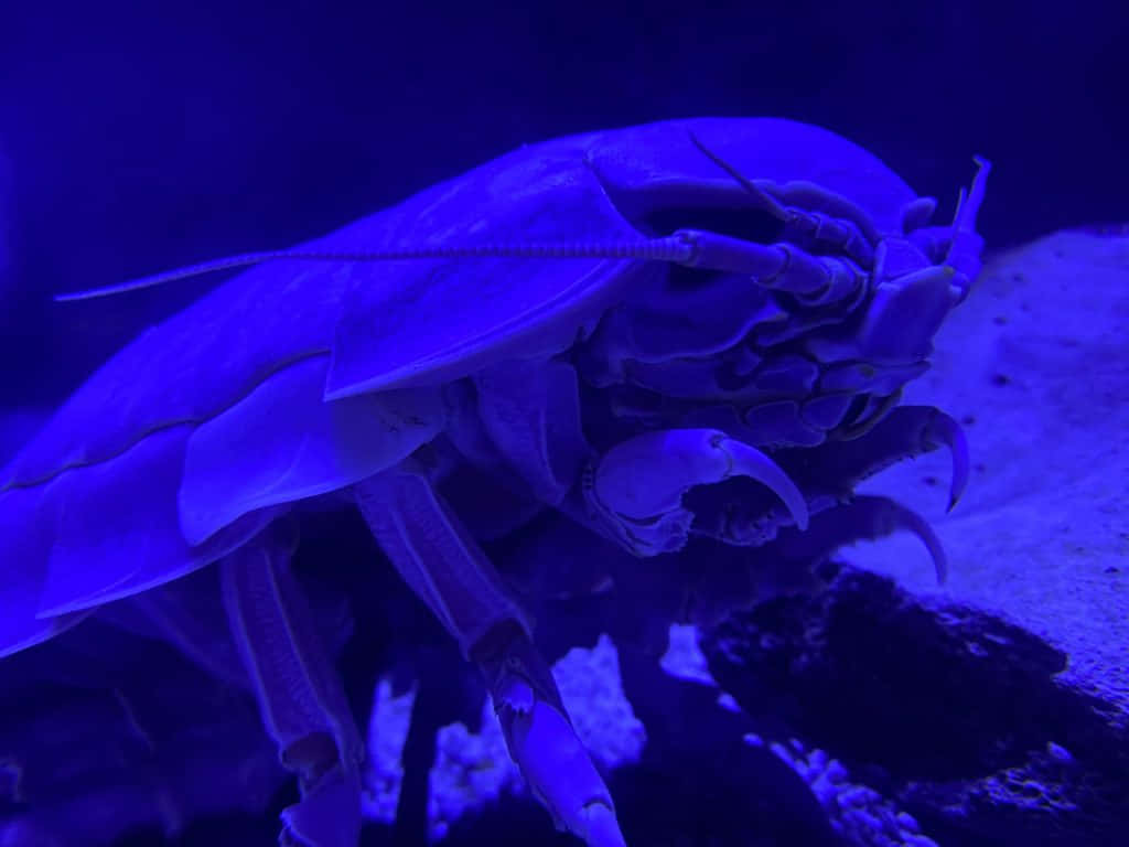 Underwater Marvel - The Giant Isopod Wallpaper