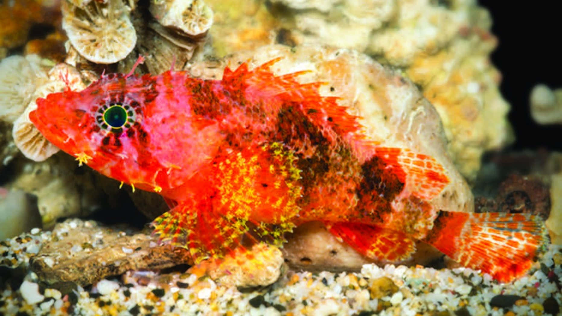 Merveille Sous-marine - Le Poisson Scorpion Intriqué Fond d'écran