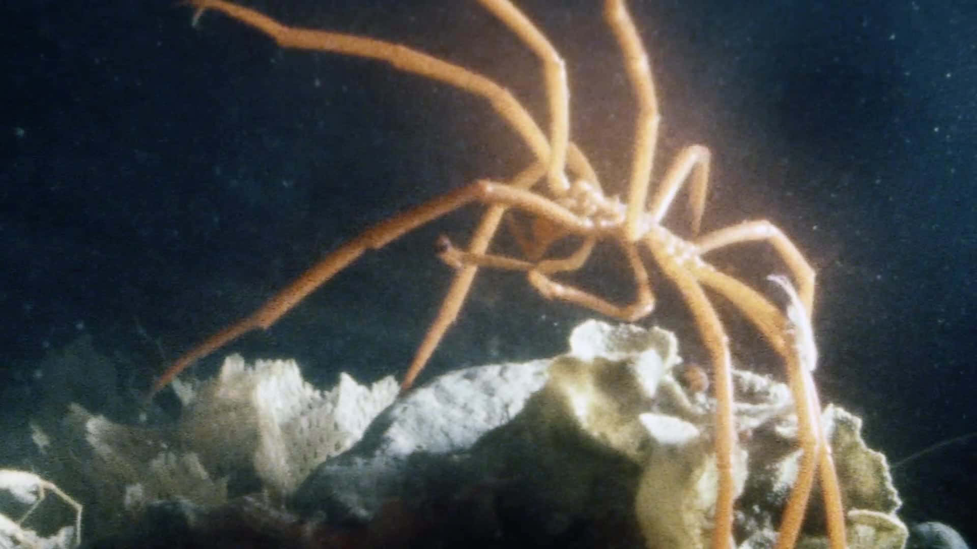 Underwater Marvel - The Spectacular Sea Spider Wallpaper