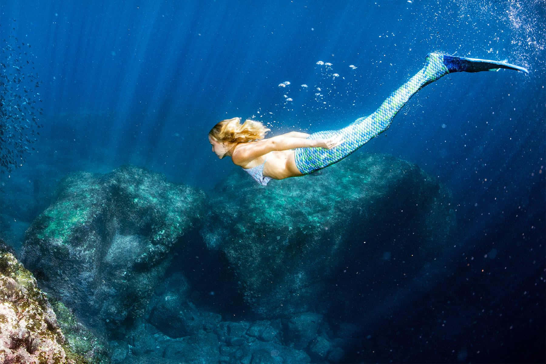 Underwater Mermaid Swimming Blue Ocean Wallpaper