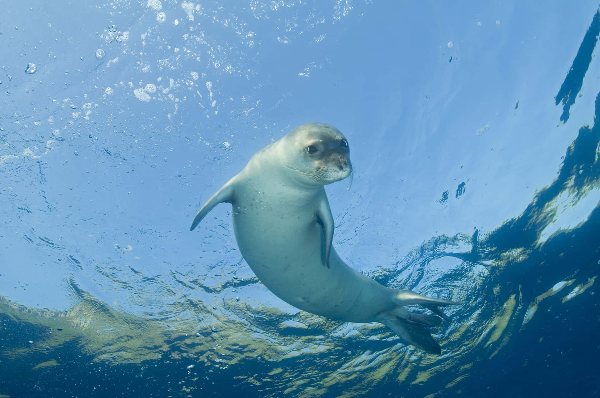 Underwater Monk Seal Swimming Wallpaper