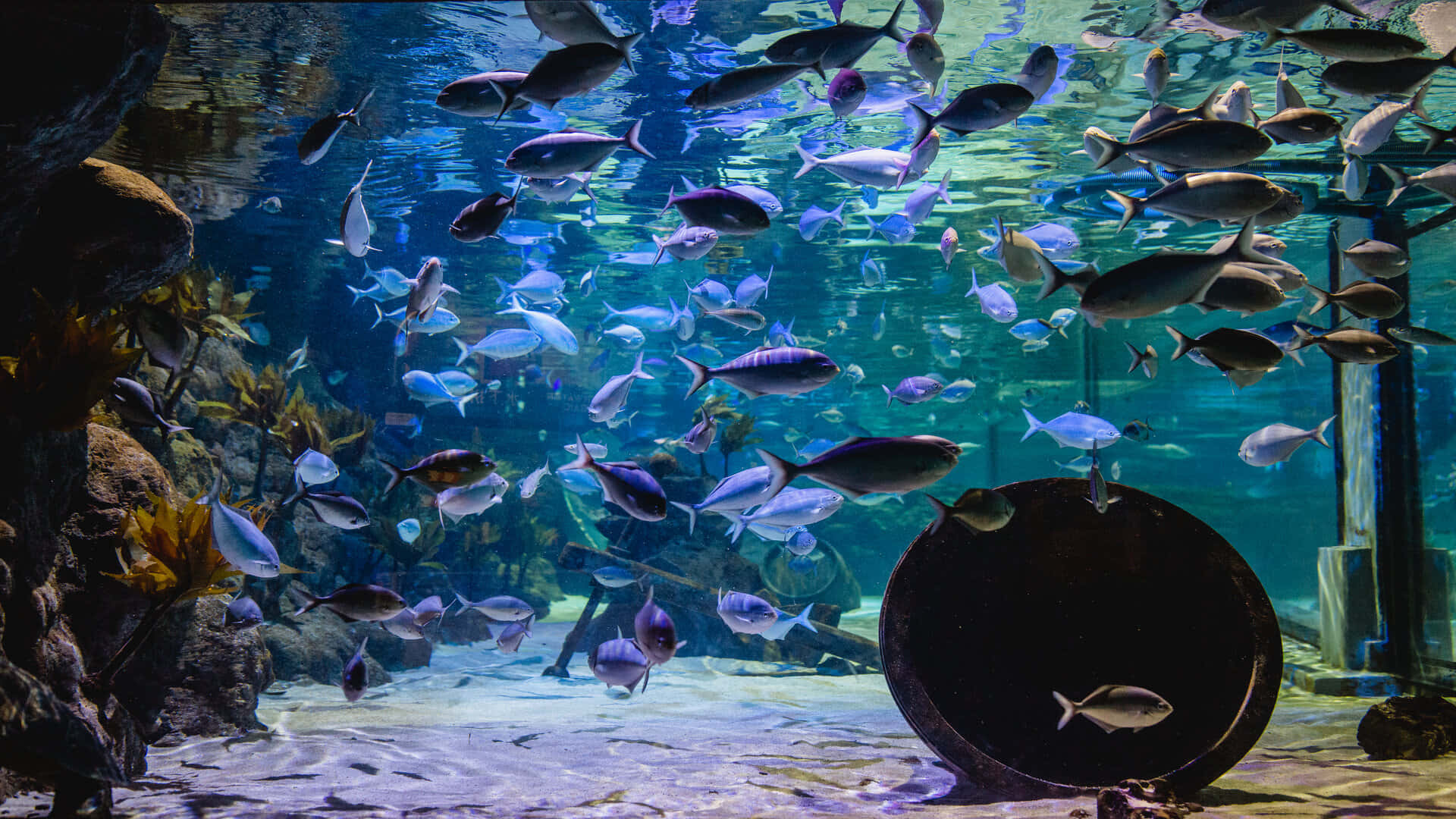 Underwater Oasis Kelly Tarltons Aquarium Wallpaper