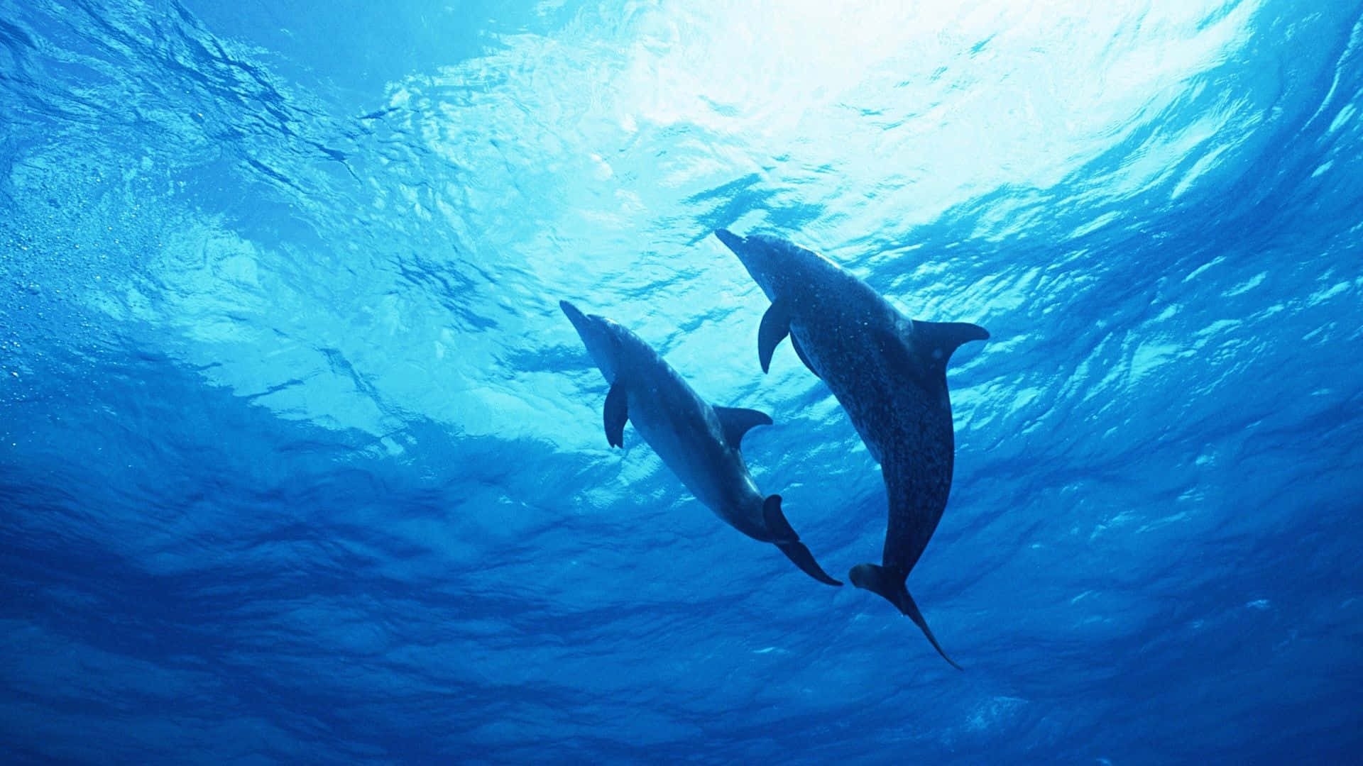 Dosdelfines Nadando En El Océano
