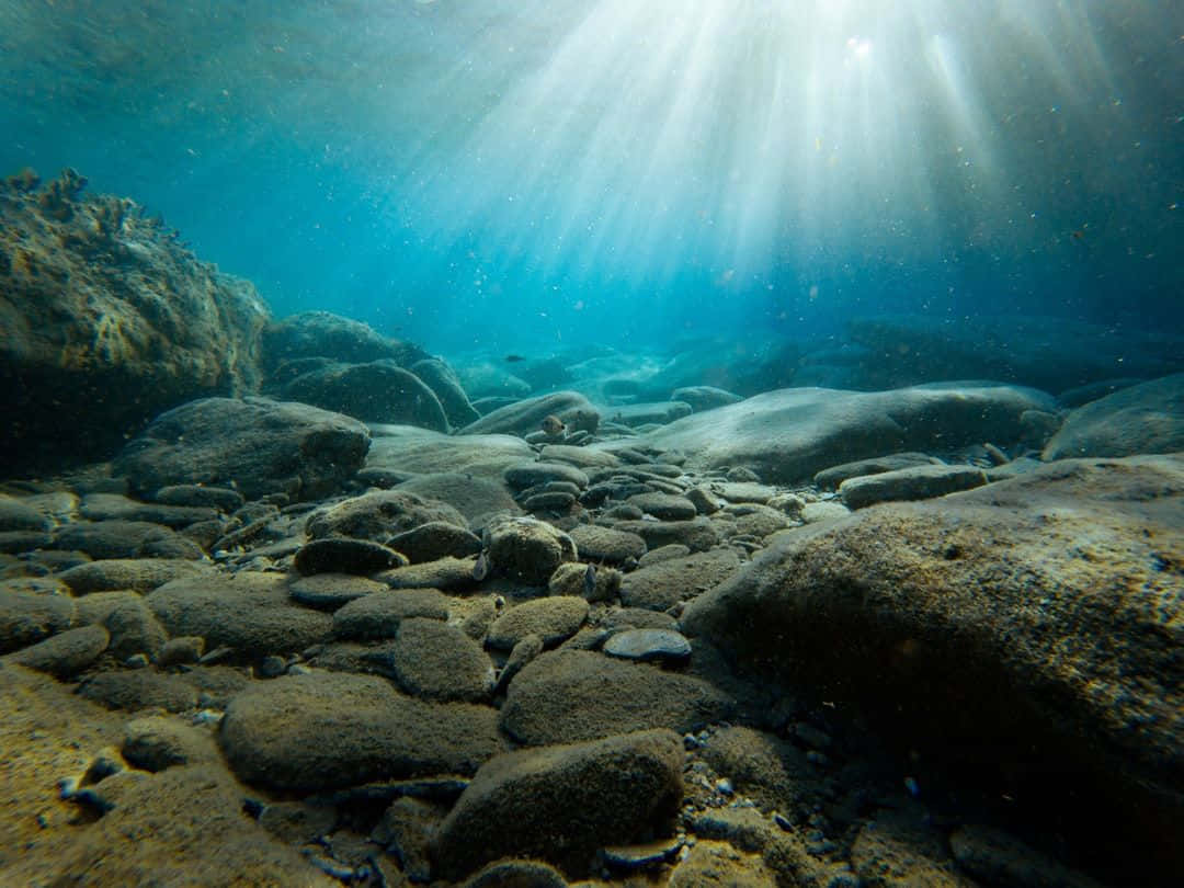 Explore the Mystical Underwater World