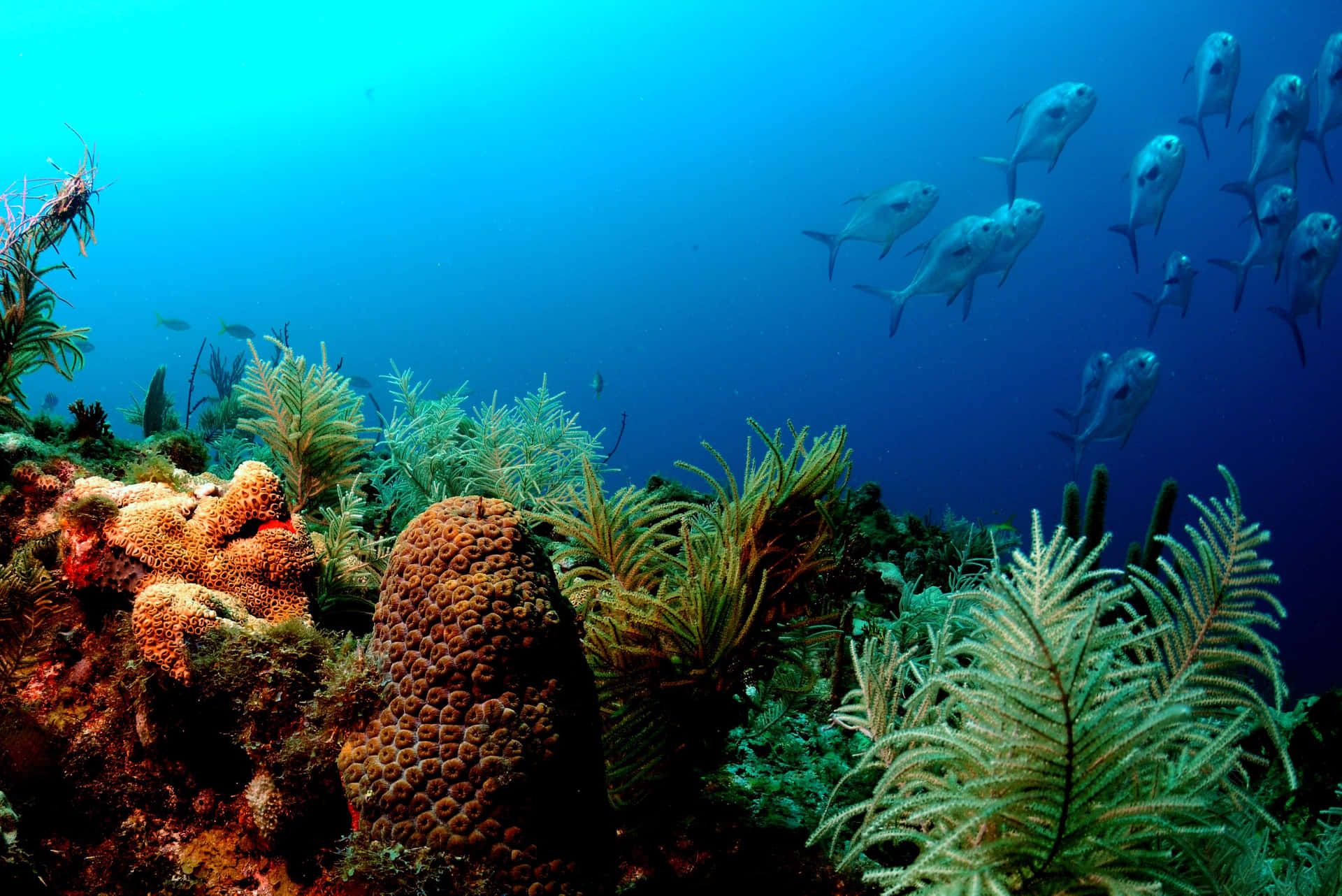 A Group Of Fish Swimming Around A Coral Reef