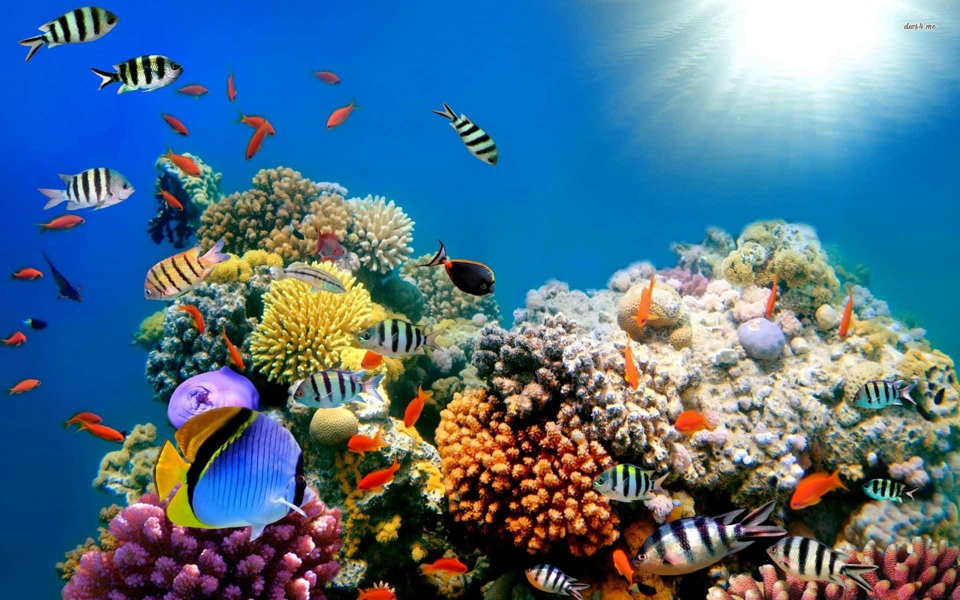 Explore the depths of the Underwater Ocean