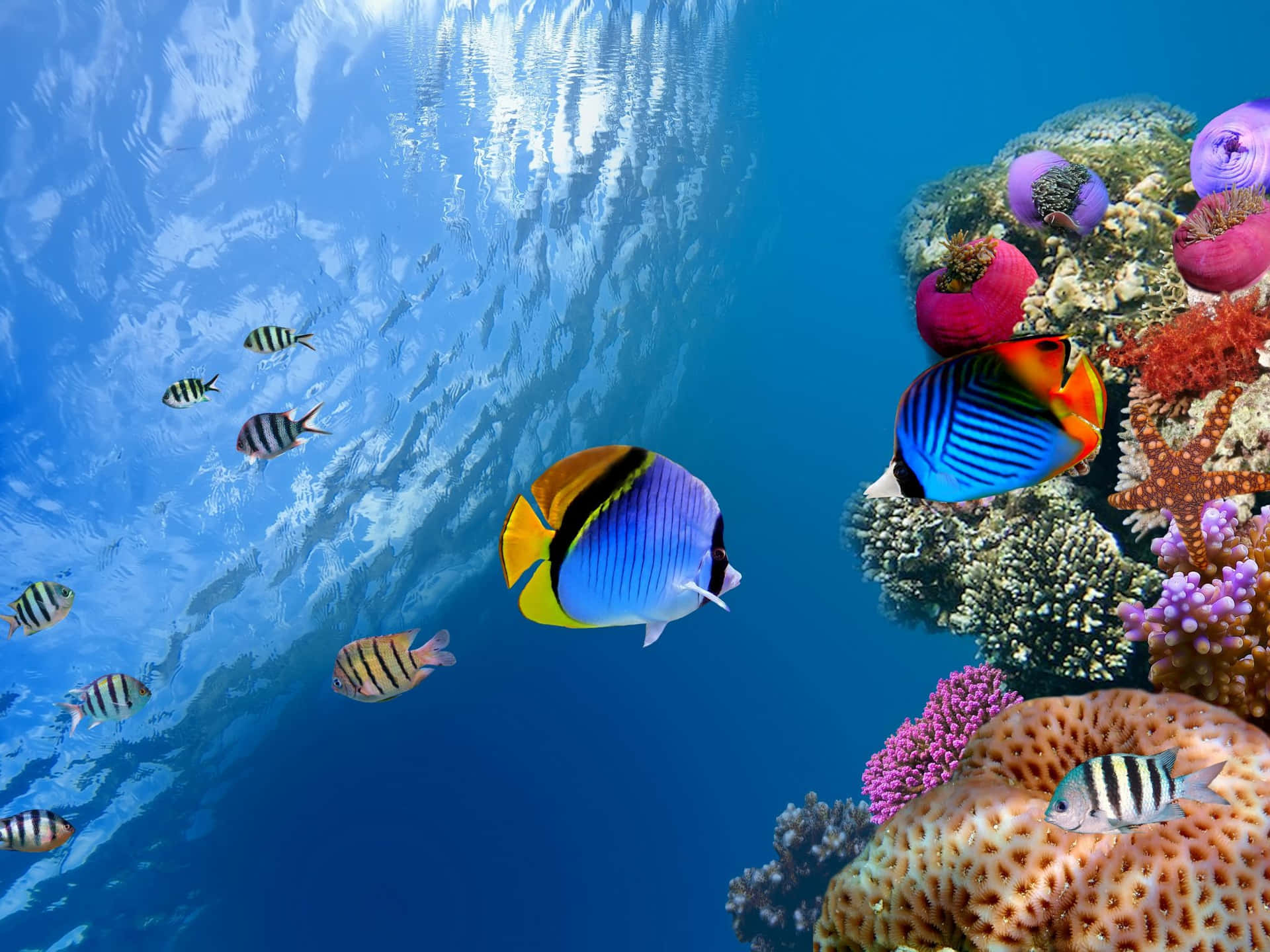 A Colorful Coral Reef With Fish Swimming Around