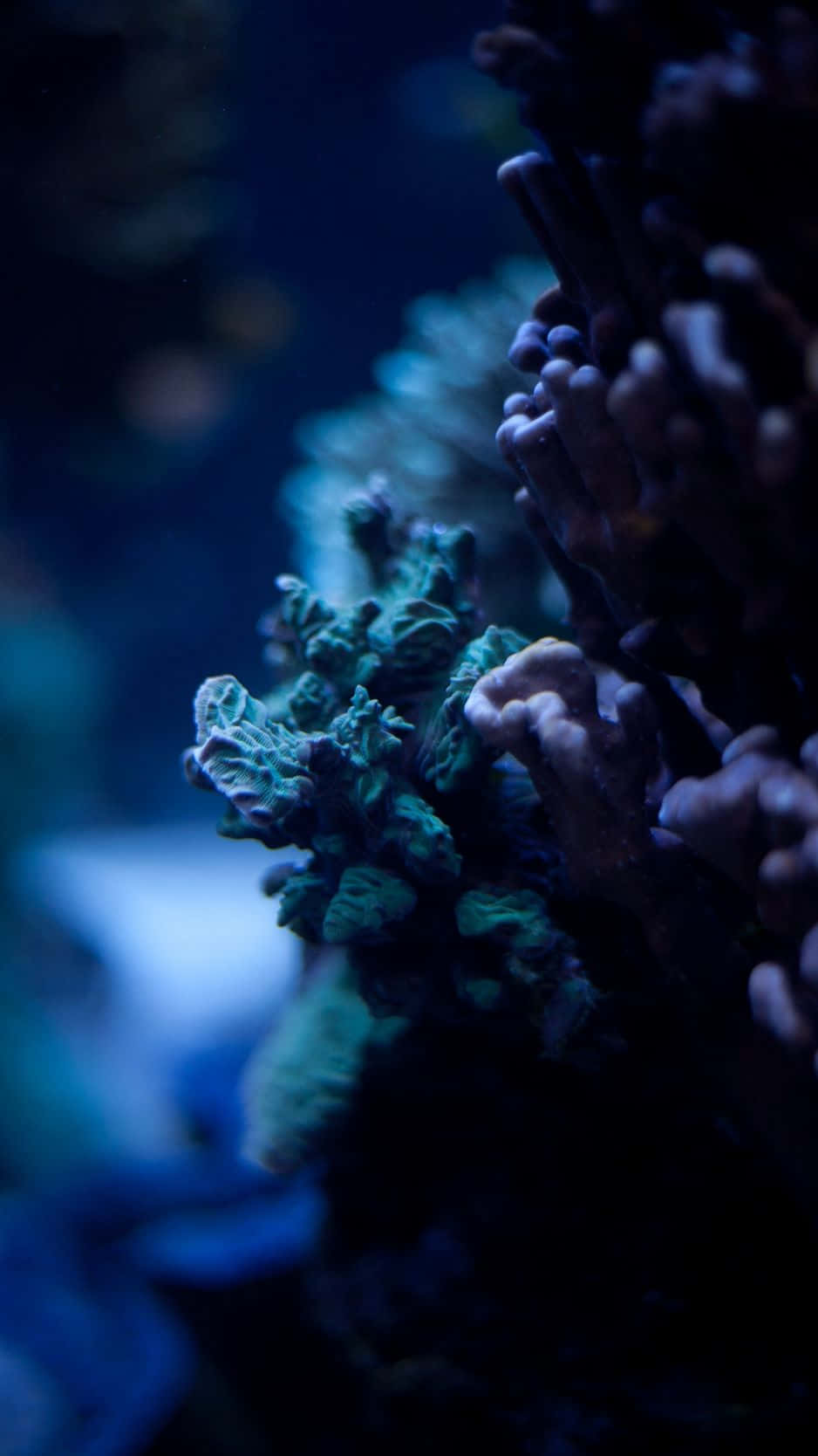 Simmadelängs Korallrev Och Utforska Underverken I Det Undervattenshavet.