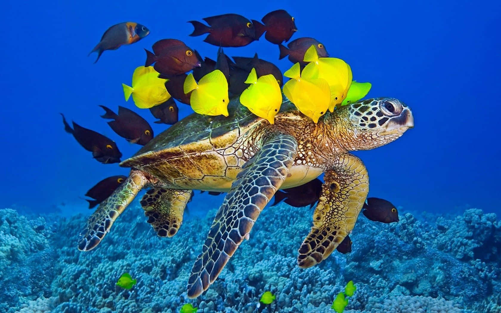 Descubrela Belleza Y Maravilla Del Océano Subacuático