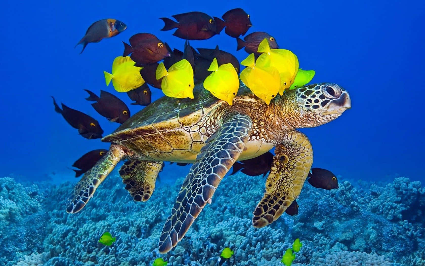 Scoprila Bellezza E La Meraviglia Dell'oceano Sottomarino