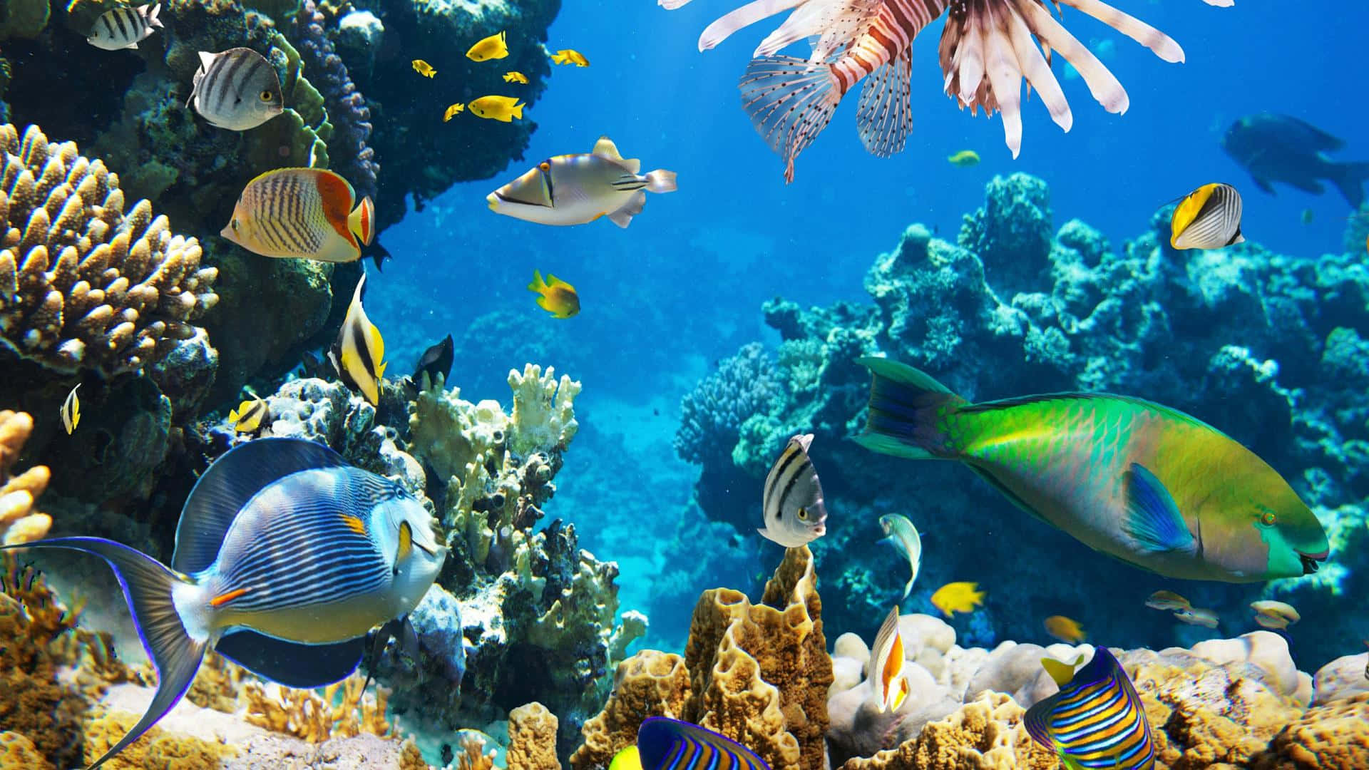 Experience the beauty of a tropical underwater ocean